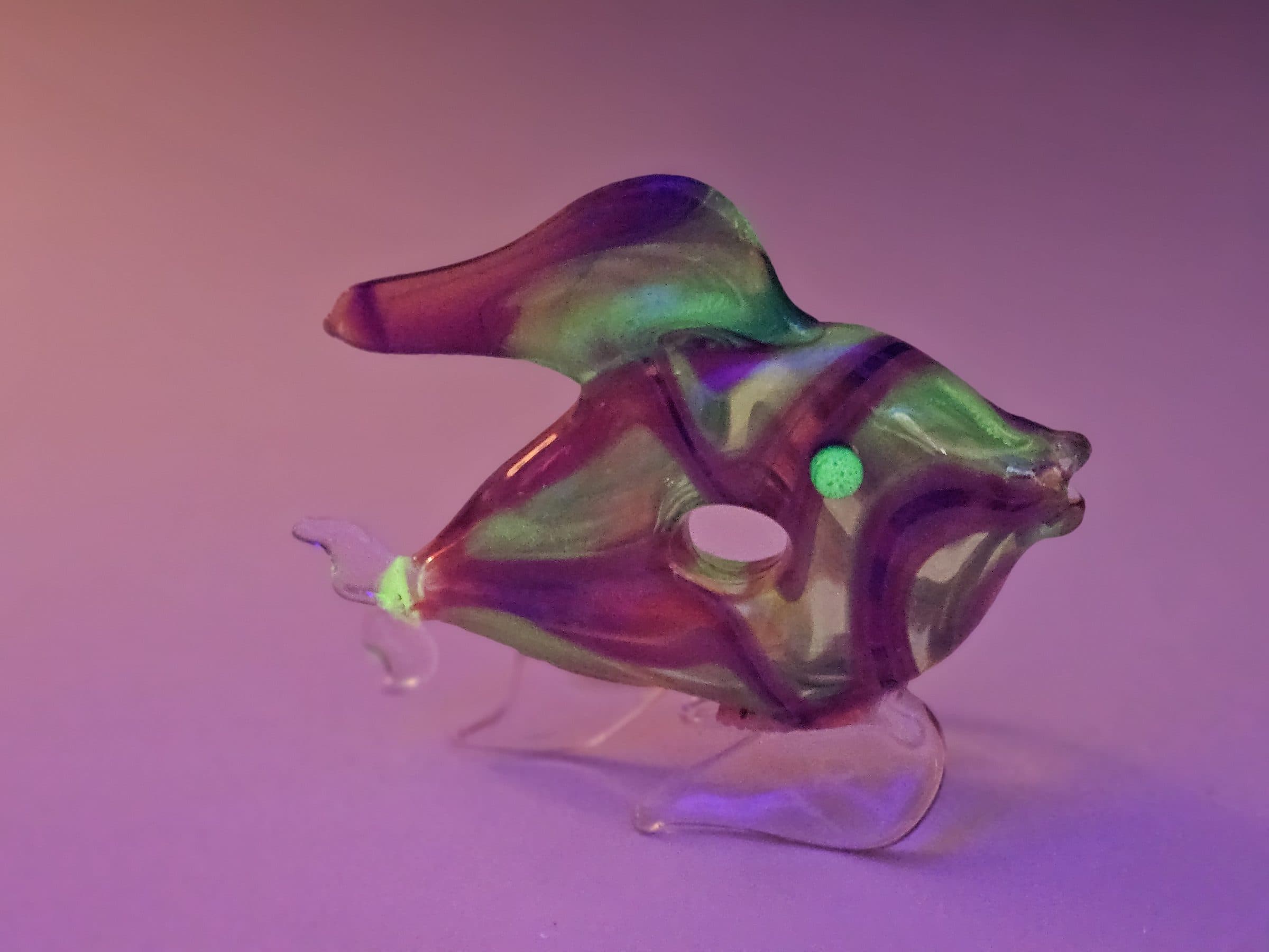 Blacklight fish, photo 2