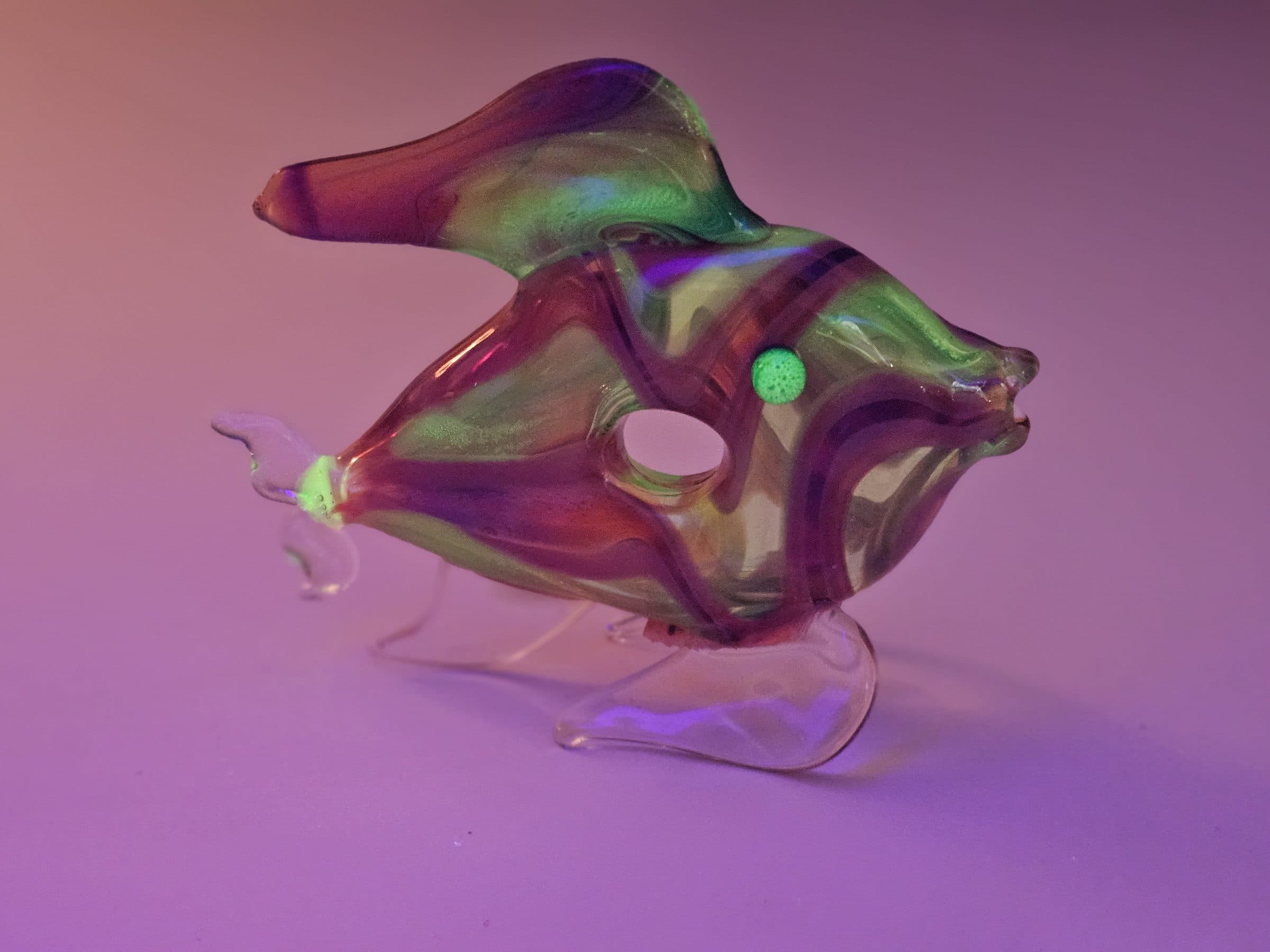 Blacklight fish, photo 3