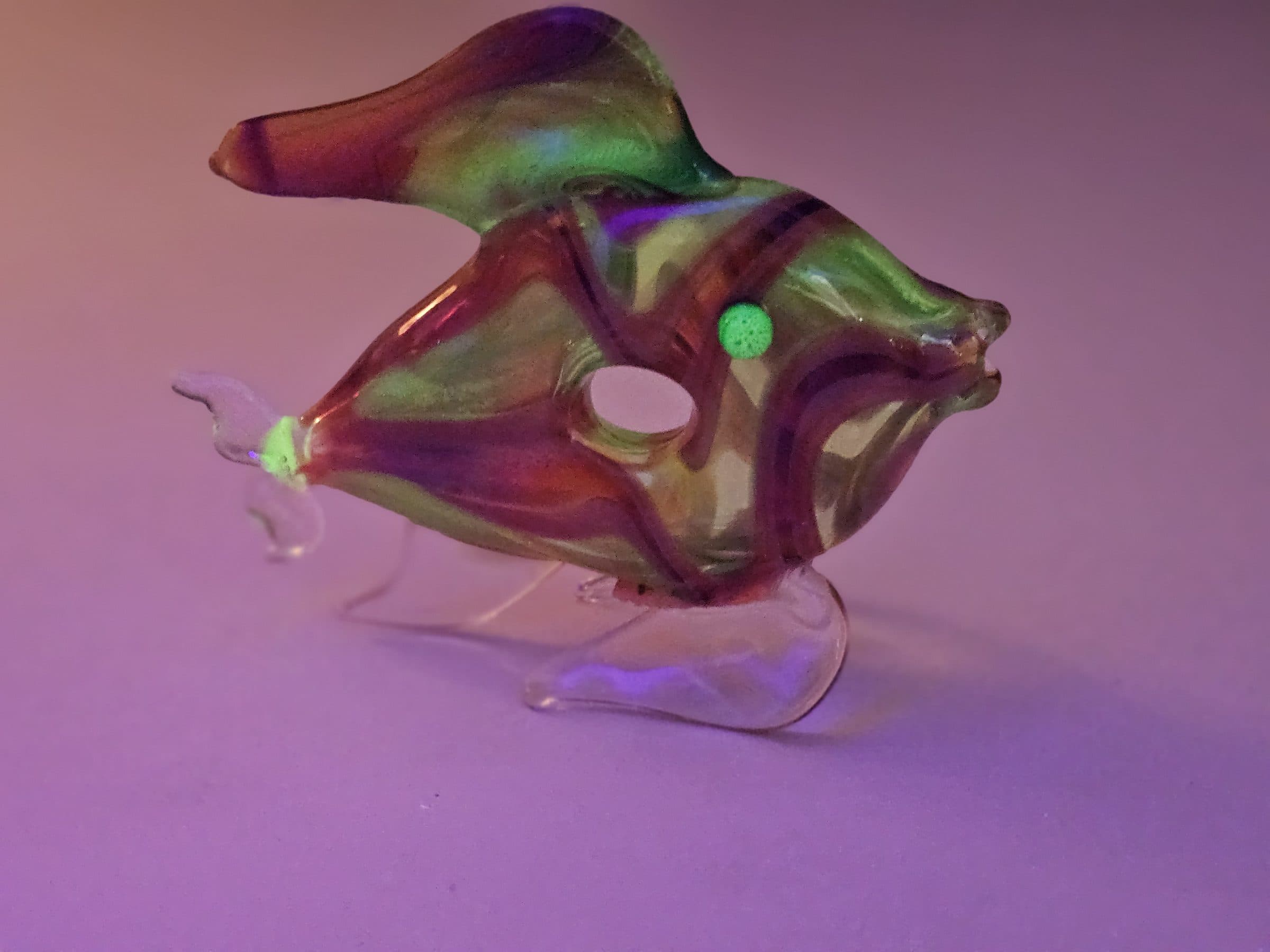 Blacklight fish, photo 4